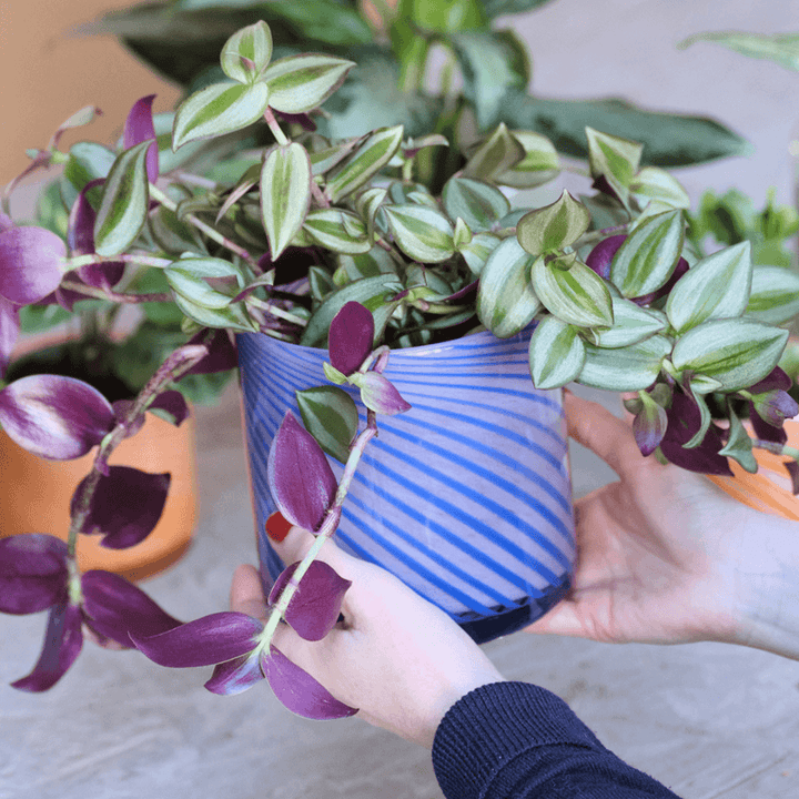 Medium Spiral Glass Planter